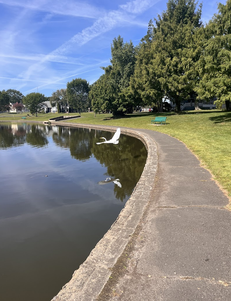 A white egret taking off above a pond near a concrete path, with green trees in the background and a bright blue sky above streaked with contrails