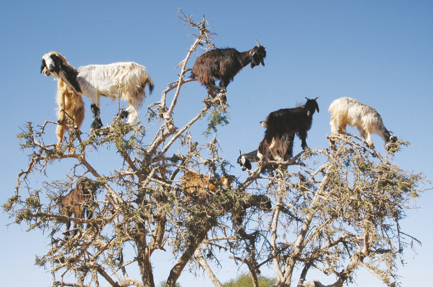 Several shaggy goats of multiple colors who have climbed into the topmost branches of a tree to eat the leaves.