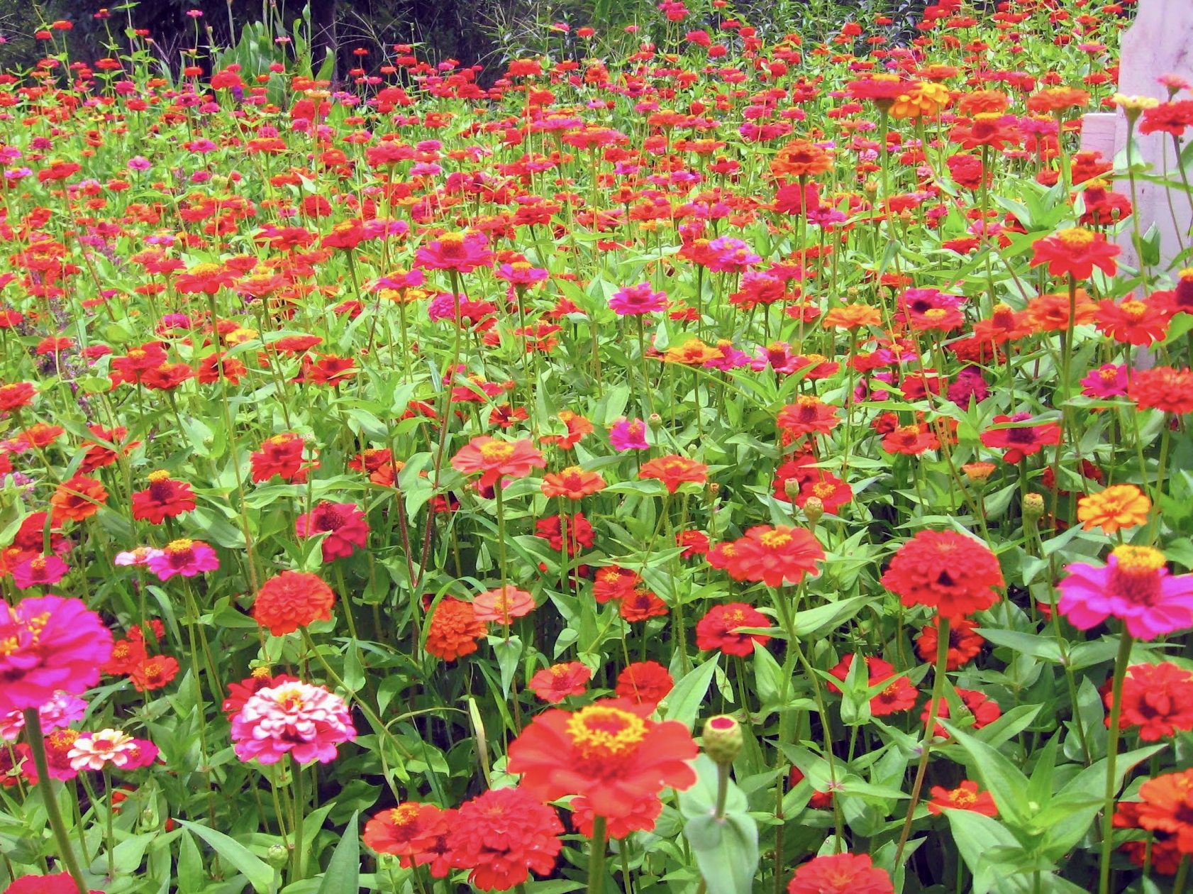 A field of bright orange, pink and yellow zinnias