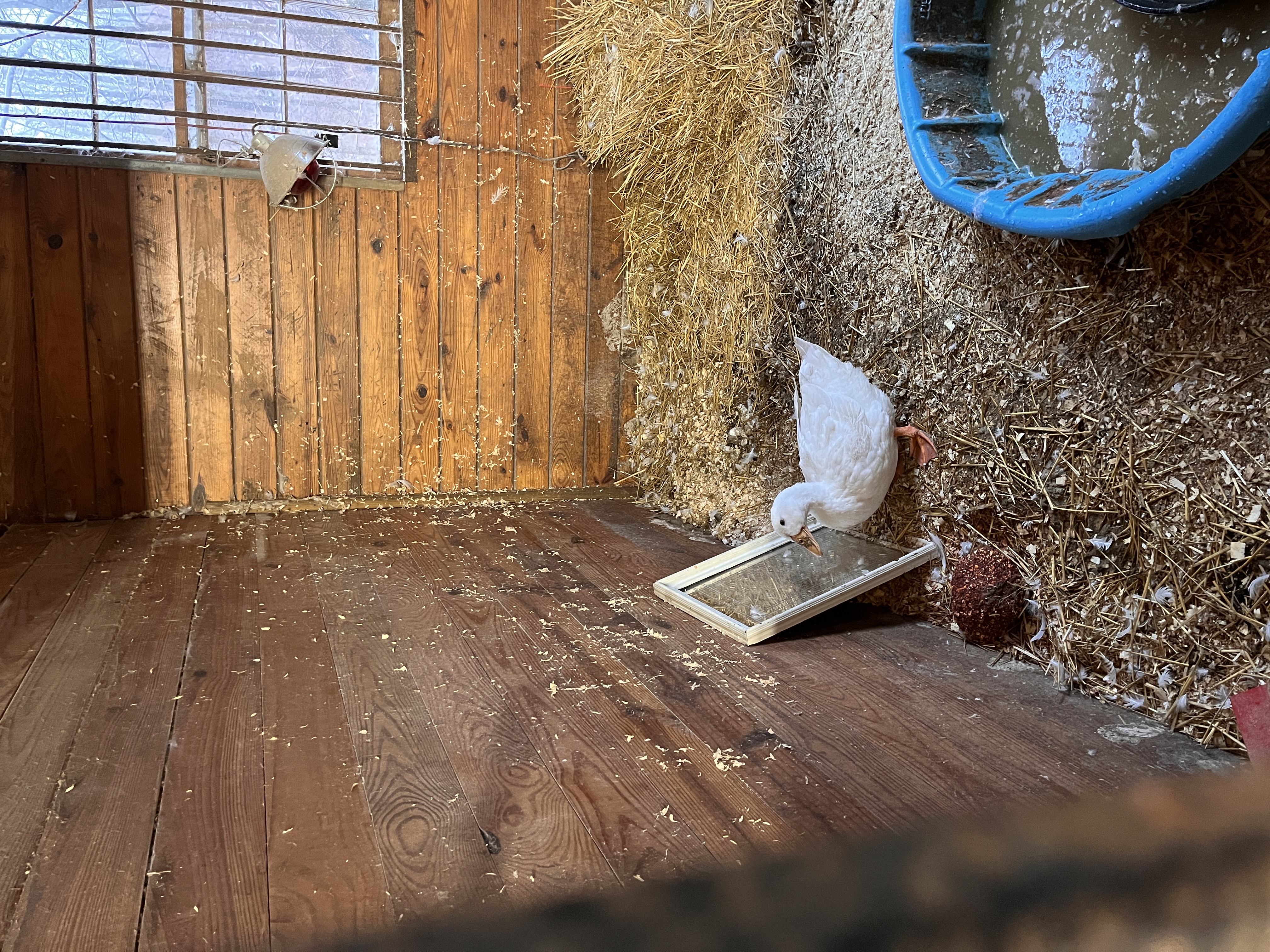 A white duck staring into a mirror, in a pen in a barn, with bedding materials stuck to the walls and a hay bale and a blue kiddie pool nearby.