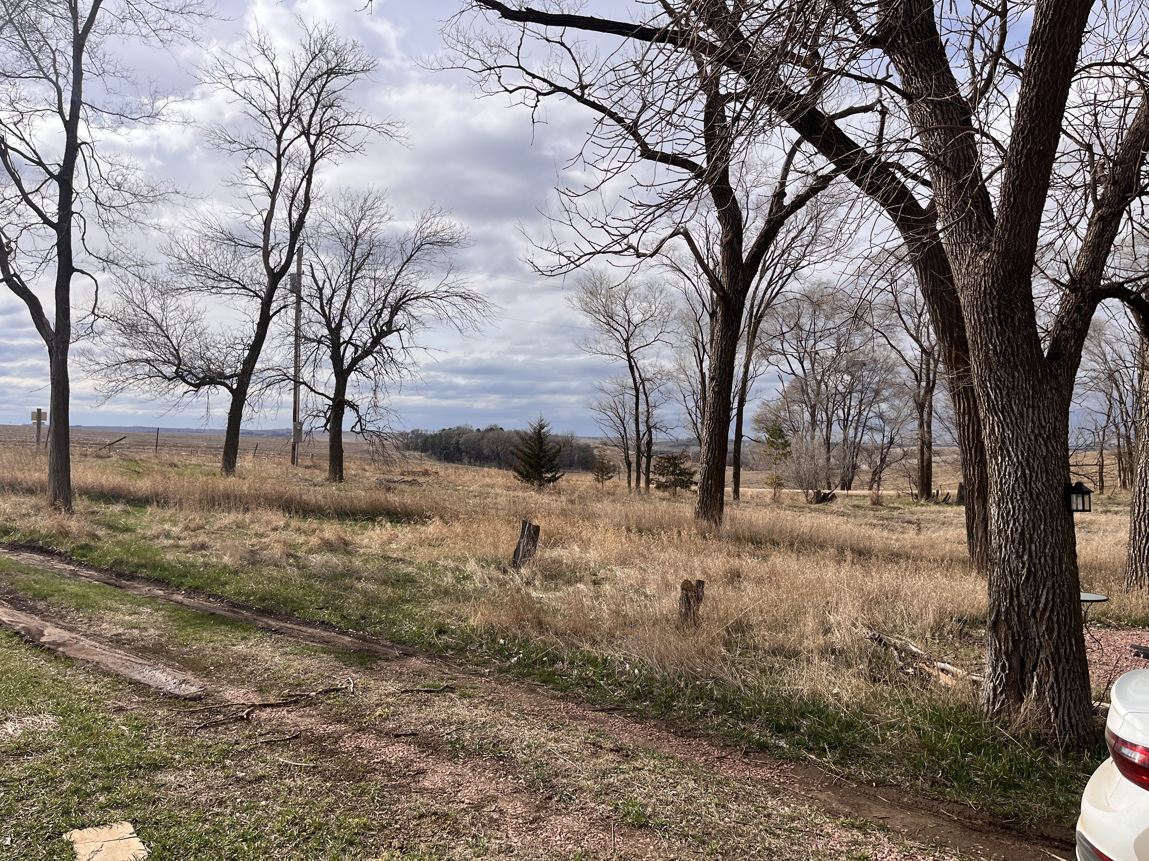 A big cloudy gray-blue sky tinged with light, black leafless trees, scrubgrass in the distance, golden grasses on a rural landscape.
