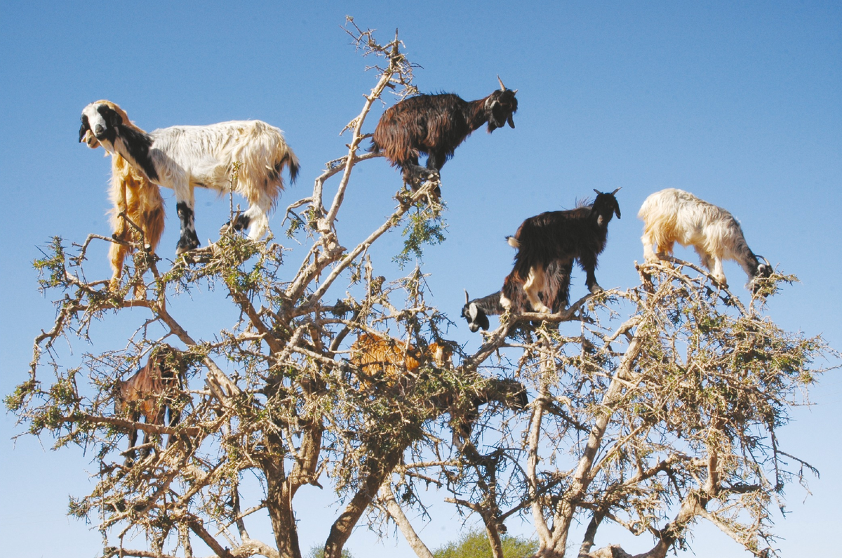 On Minding Goats and Saying Yes