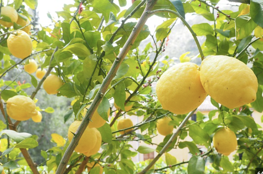 Lemons, Contrecoup, and the Great Unraveling