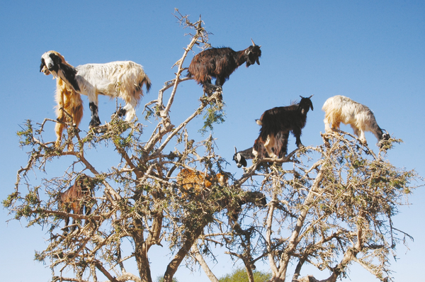 On Minding Goats and Saying Yes