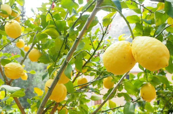 Lemons, Contrecoup, and the Great Unraveling